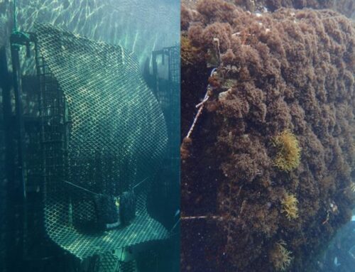 El Puerto de Cádiz impulsa la biodiversidad marina con la instalación de seis estructuras ecológicas